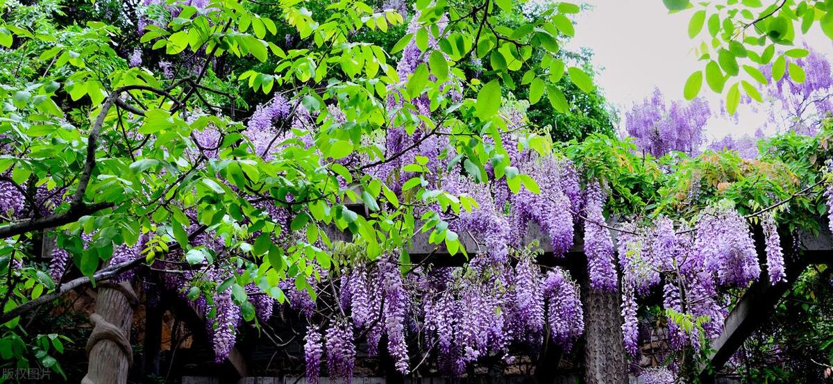 山东省AAAAA旅游景点,5a级景区排行榜山东附近