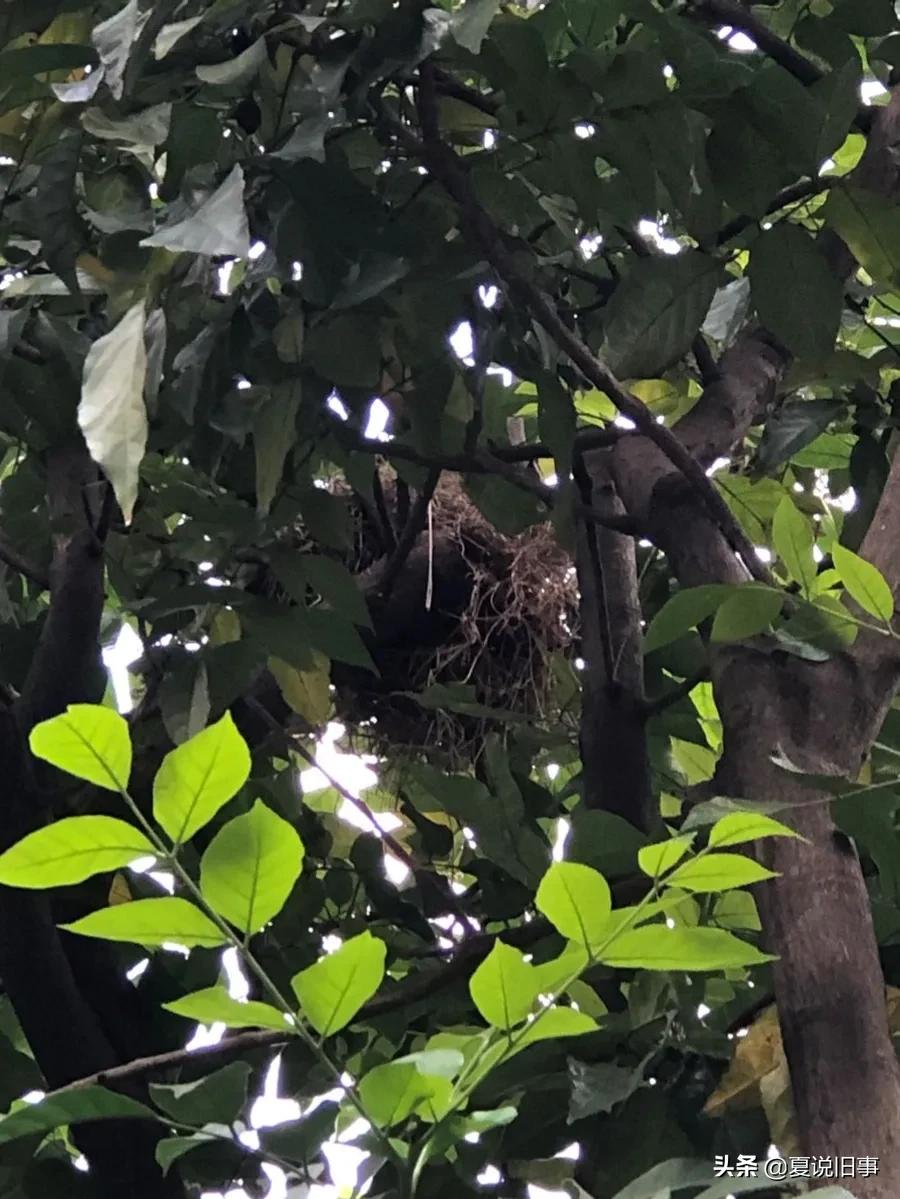 121.抓鸟养鸟（1）：概况杂说