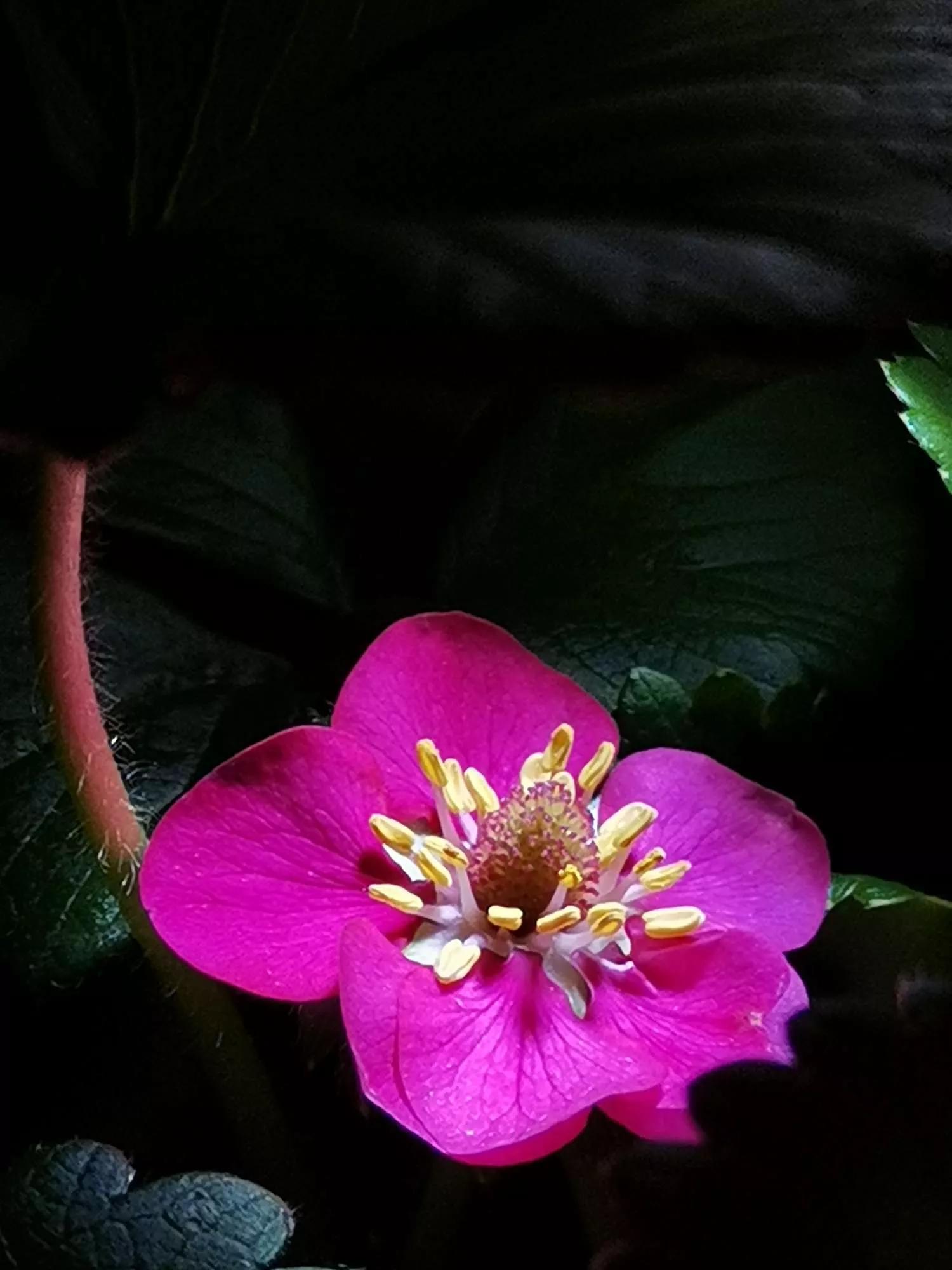 认识各种花的寓意,认识各种花的名称