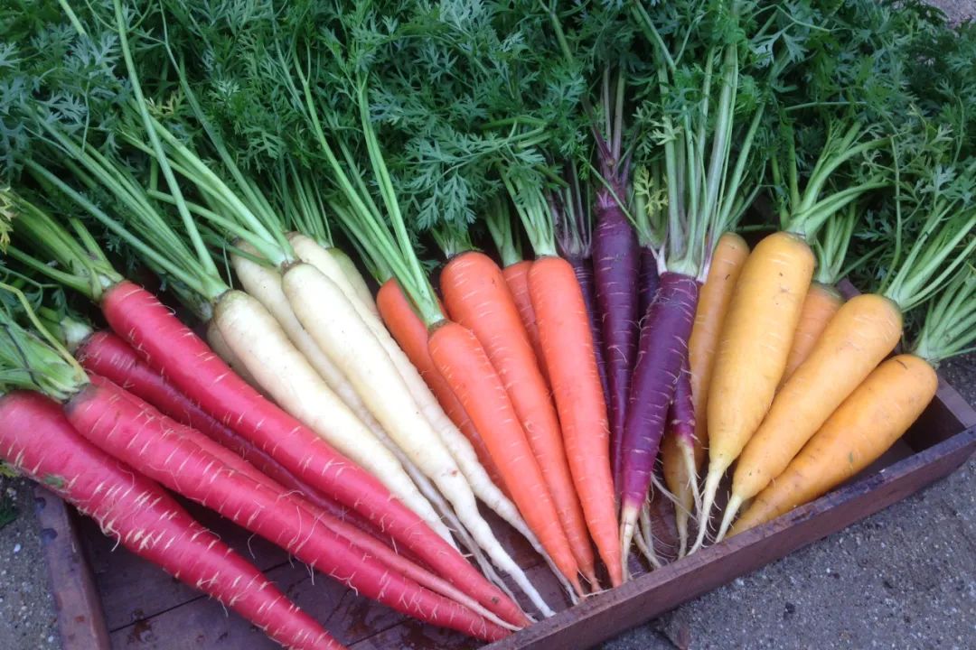 根类食物大全 (5种根菜类的食材)