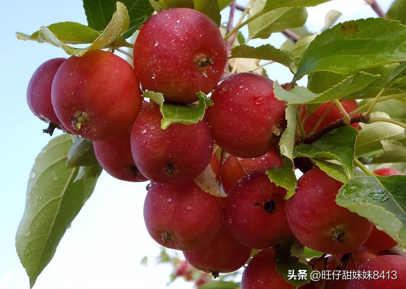 6种正在消失的水果,近年消失的水果