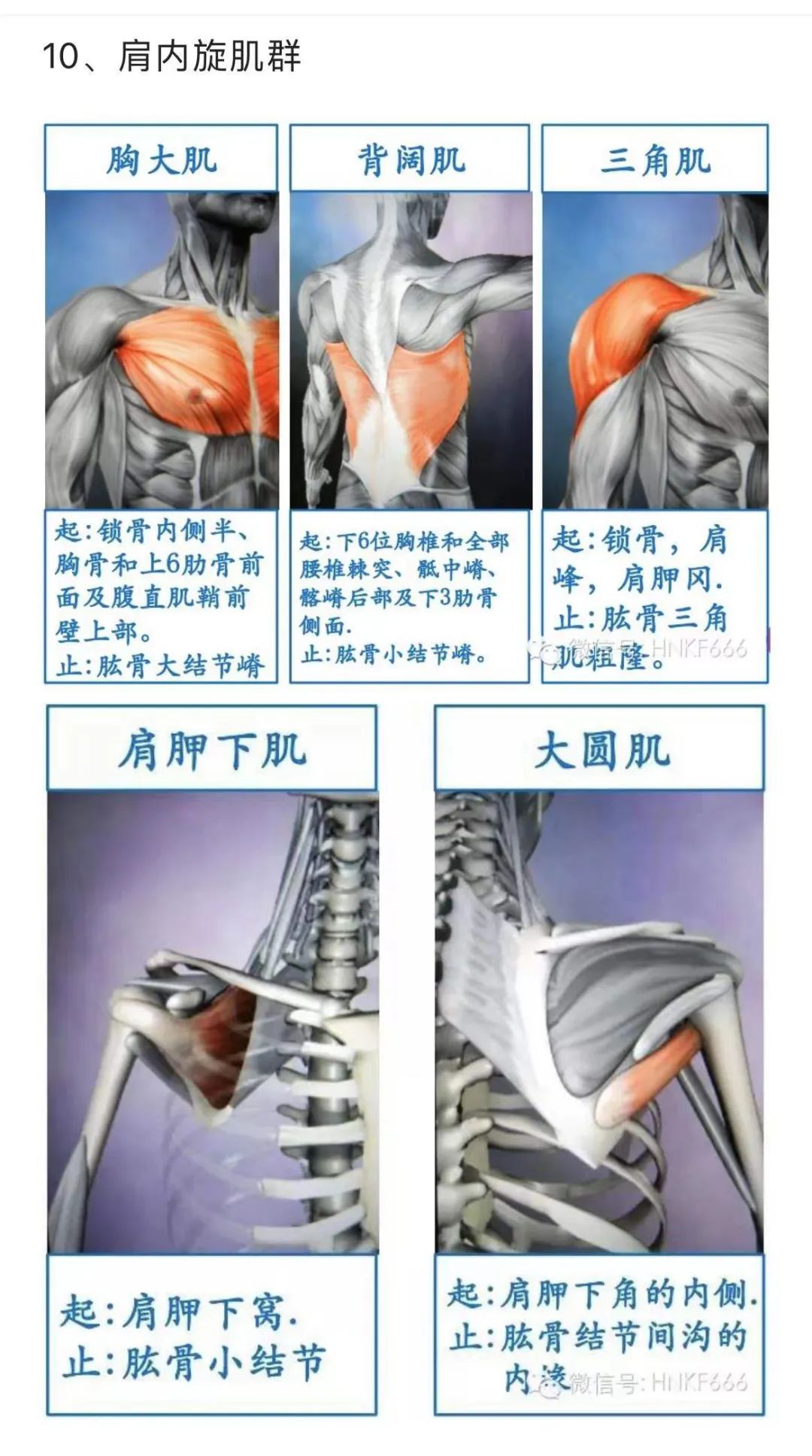 内旋发力的训练方法,羽毛球如何内旋发力