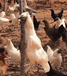 这是我见过最牛的一字马,这是史上最强的一字马无人敢挑战