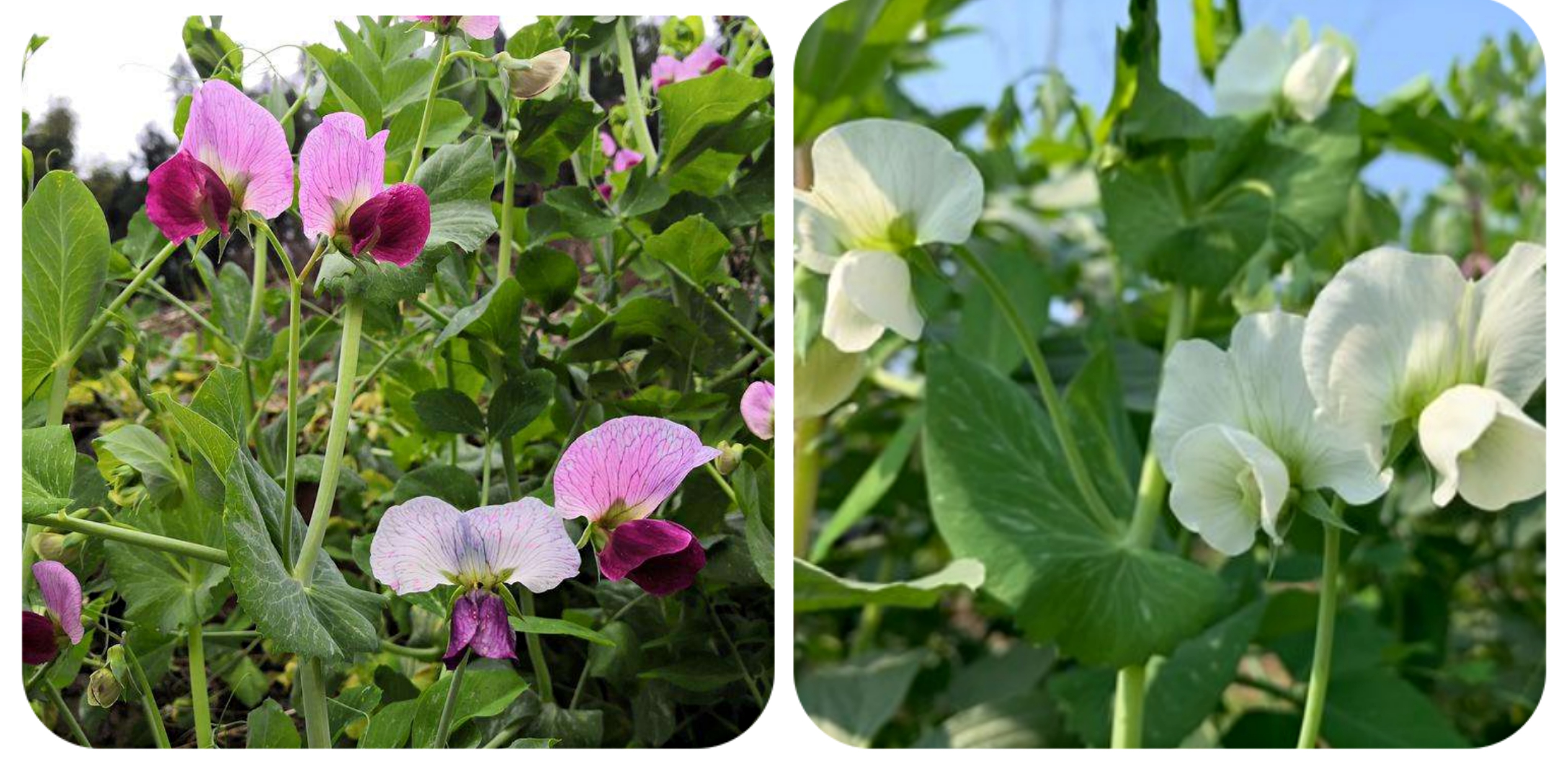 清明期间开的野花有哪些,清明节野花