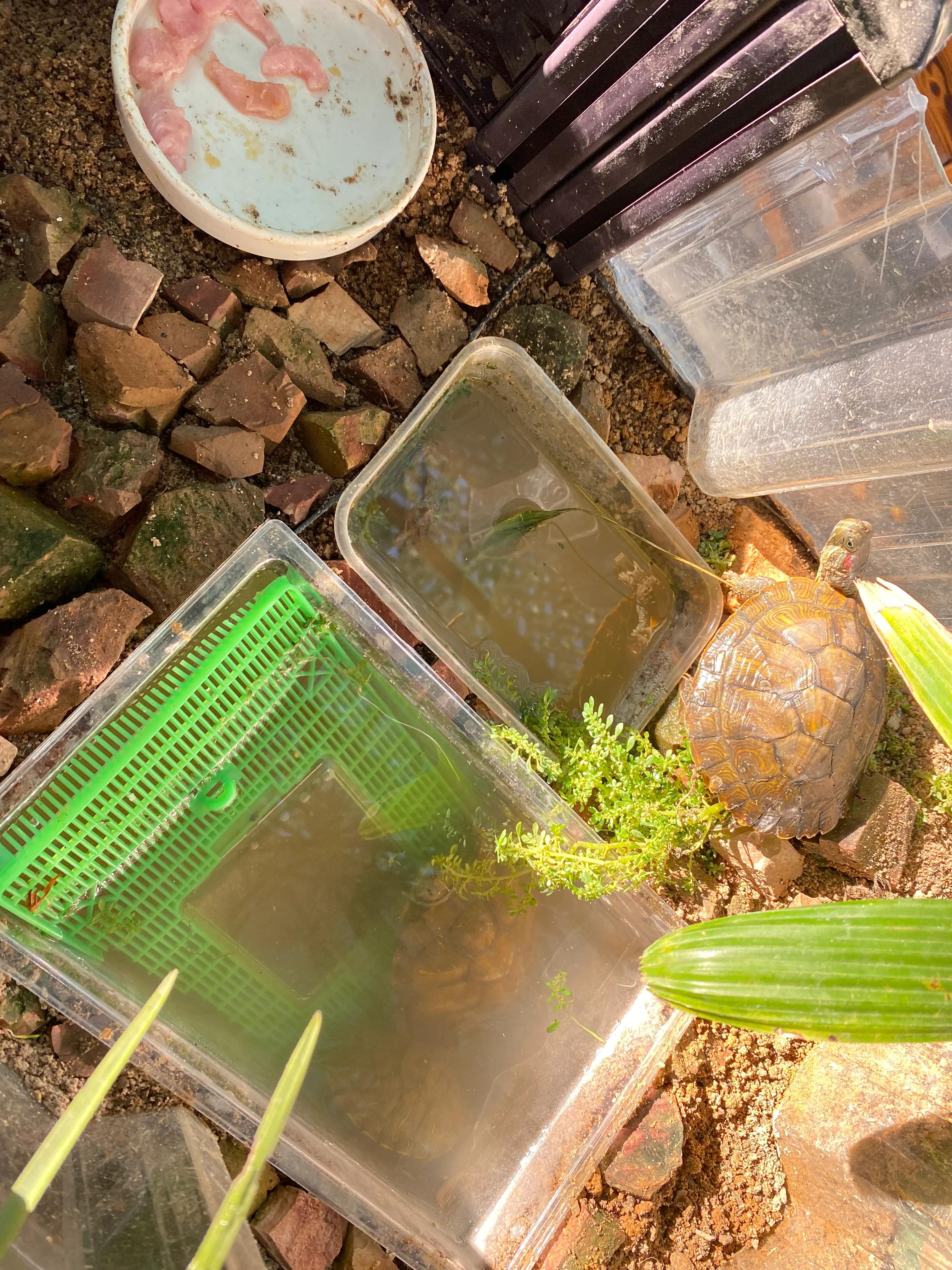 您必须掌握的7条养龟经验,超全面的养龟教程