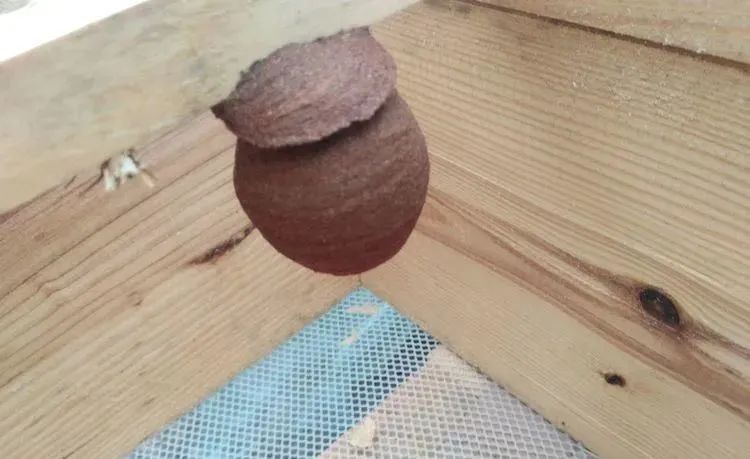 150元一斤，被叫做“天上人参”，被蛰很危险，却很好吃