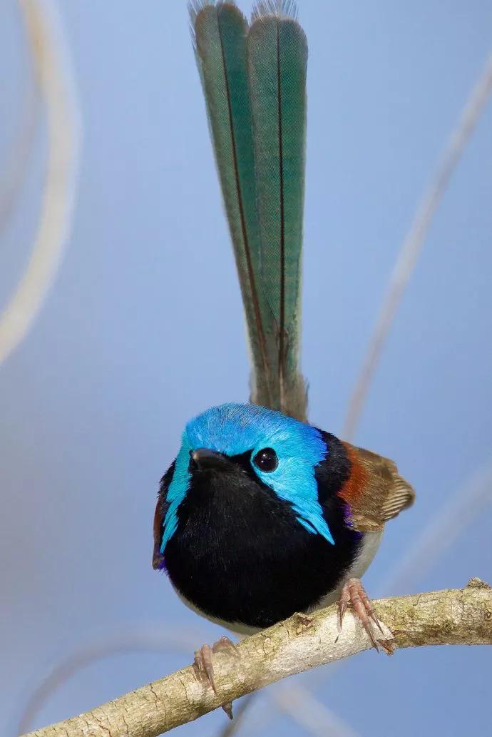 罕见的动物有趣照片难得一见,一些不为人知的美丽动物的照片