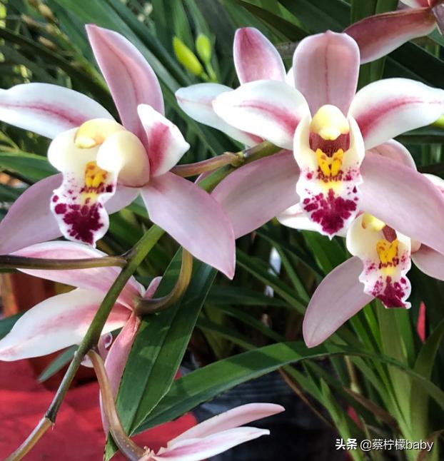 分享五种漂亮花卉,分享一款好看的月季