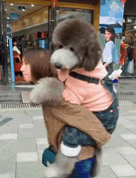 巨型贵宾饲养技巧,怎样饲养贵宾狗