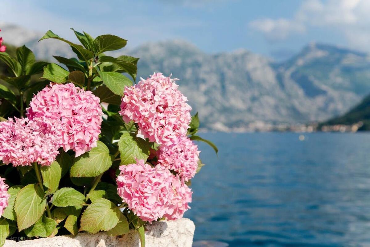 家里养花缺营养怎么办,养花养得少花怎么办