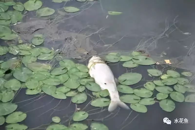 除虫菊酯类农药中毒治疗措施,菊脂类农药中毒解毒方法