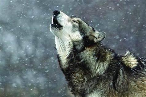 与狼共舞三部曲,狼图腾电影与狼共舞