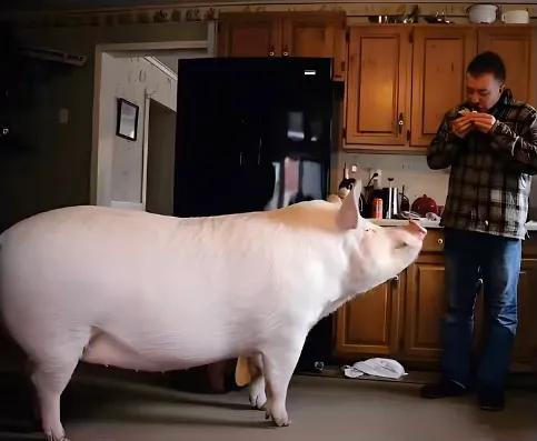 茶杯猪什么样子,茶杯猪是什么宠物