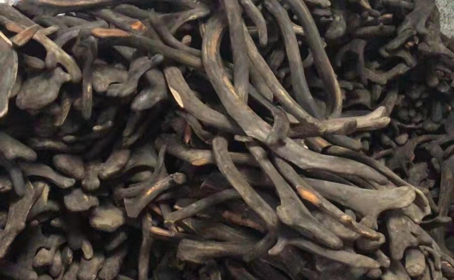 真假梅花鹿茸,假的鲜梅花鹿鹿茸