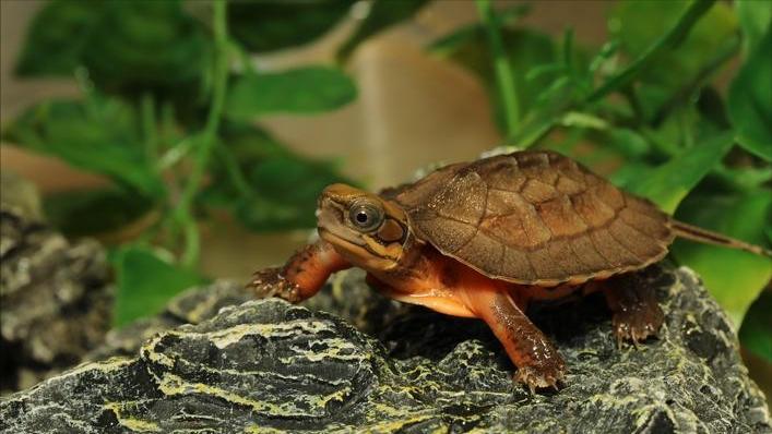 金钱龟的生物学特性及人工繁殖,野生金钱龟的生活习性