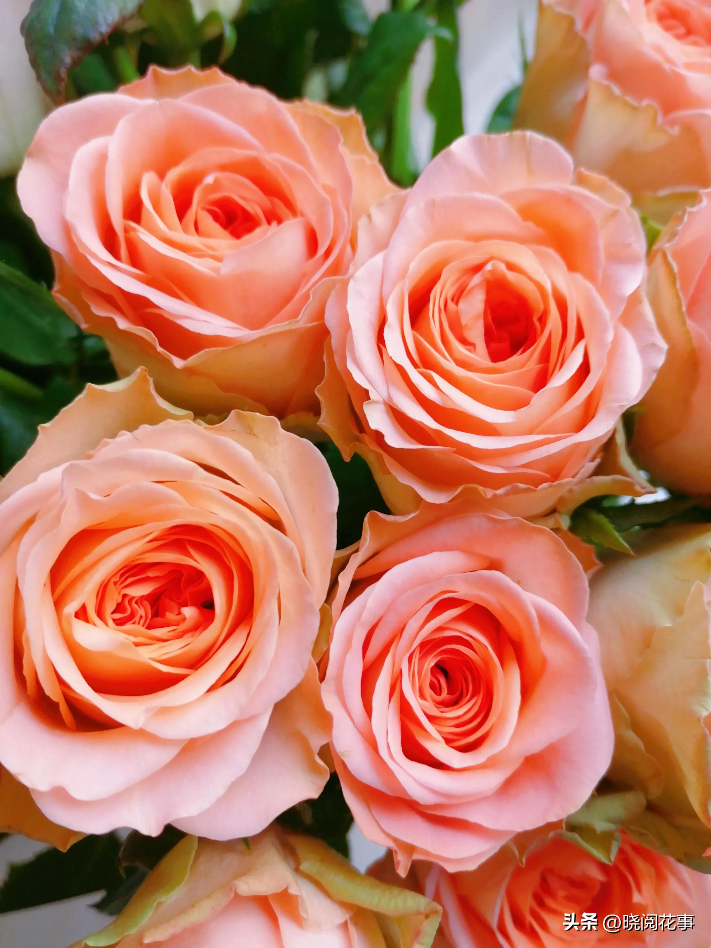 怎么提前准备花表白,表白女朋友送什么花