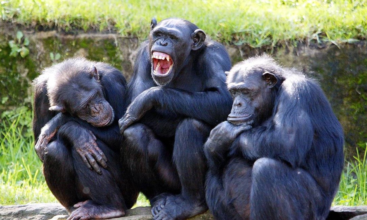 猩猩在进化吗,黑猩猩进化到石器时代
