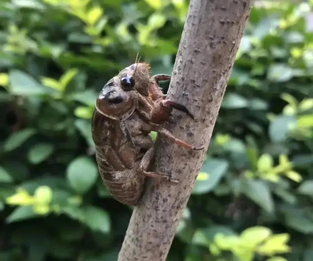 鐑熷彴浜哄枩娆㈢殑娴烽矞,鐑熷彴浜烘渶鐖辩殑娴烽矞