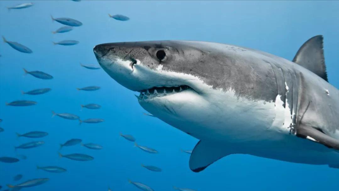 比巨齿鲨更恐怖的十种海怪,比巨齿鲨可怕的六种海怪