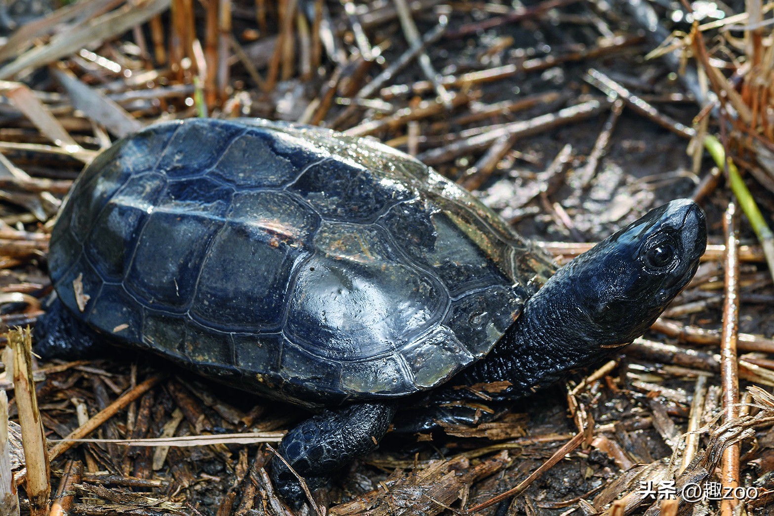 家庭宠物哪个好养活,好玩又好养活的宠物