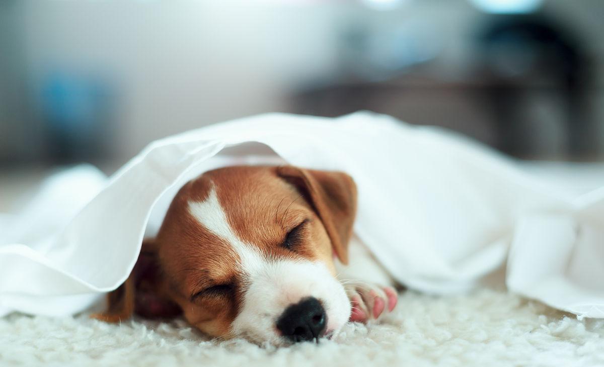 狗狗绝育视频完整版,狗狗绝育只割一个蛋