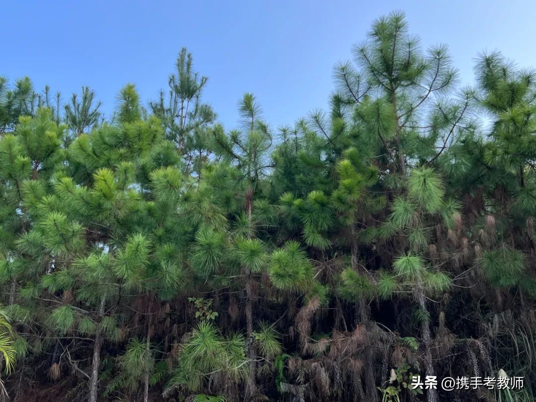 茂盛开花的马尾松,植物专栏蓝花草