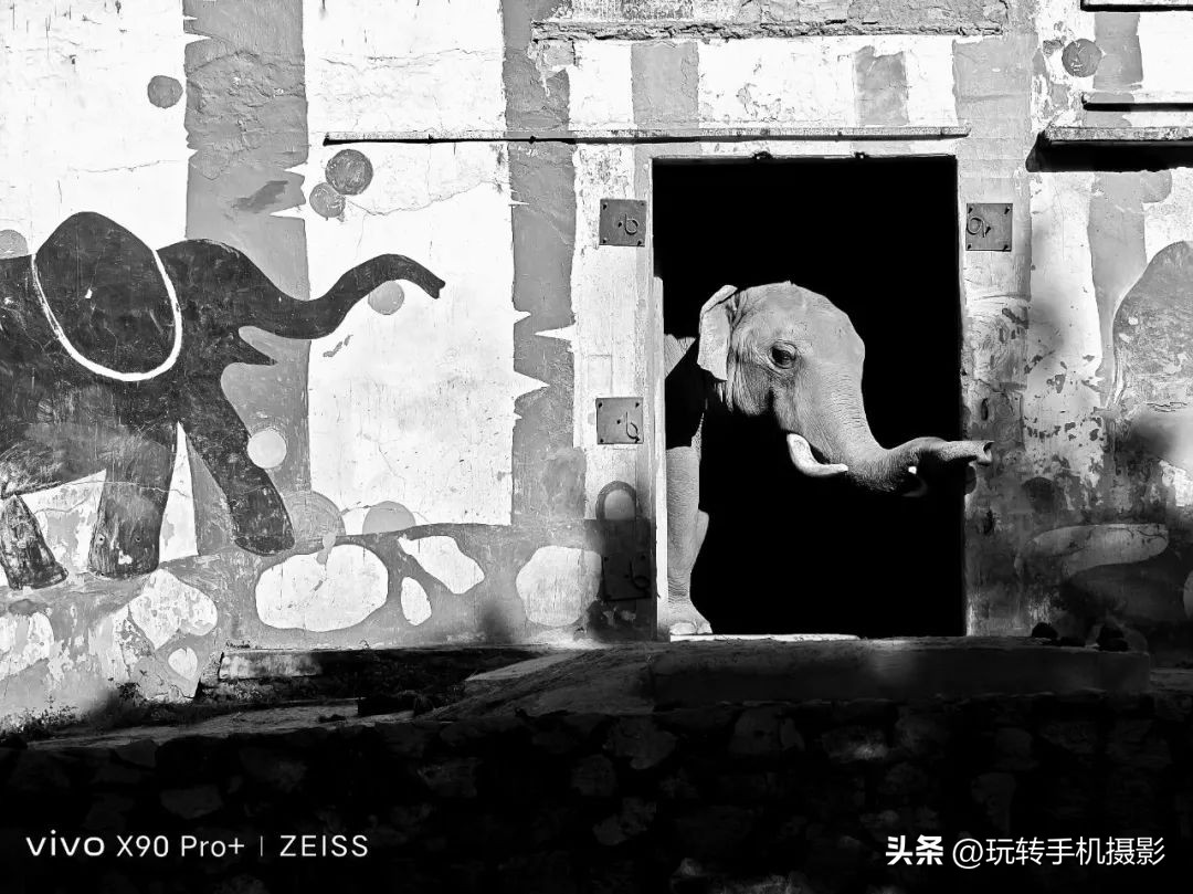 vivox90S长焦拍照效果,vivox90s长焦拍照