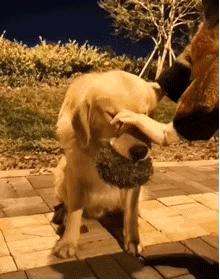 金毛外出叼东西回家吓坏主人,主人惹金毛生气金毛咬嘴唇