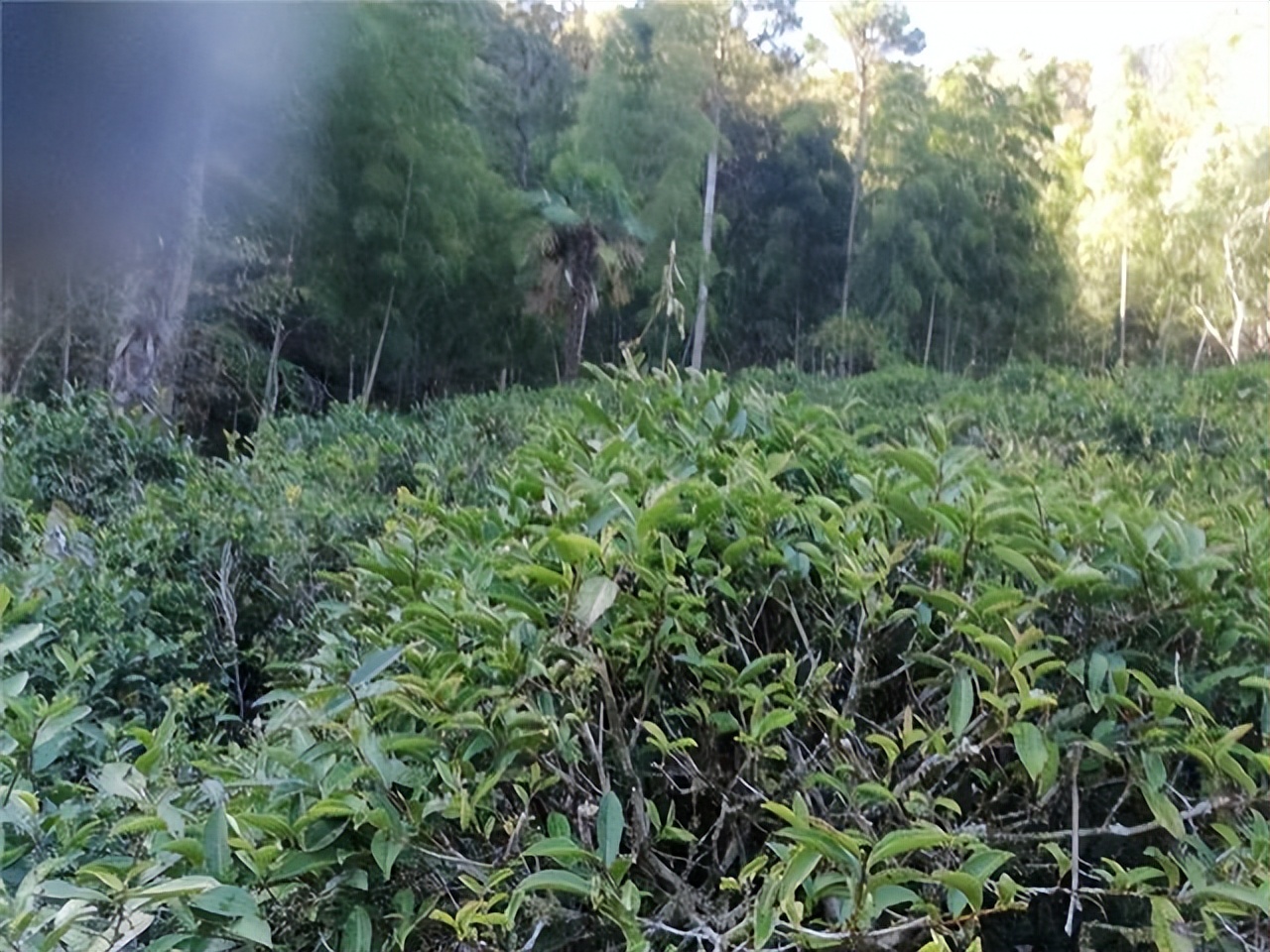 下蜀茶客上品佳茗