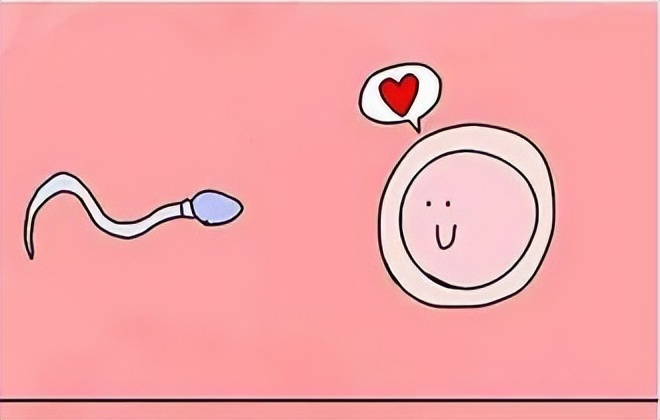 试管卵子多大就可以取,试管卵子达到什么标准可以取