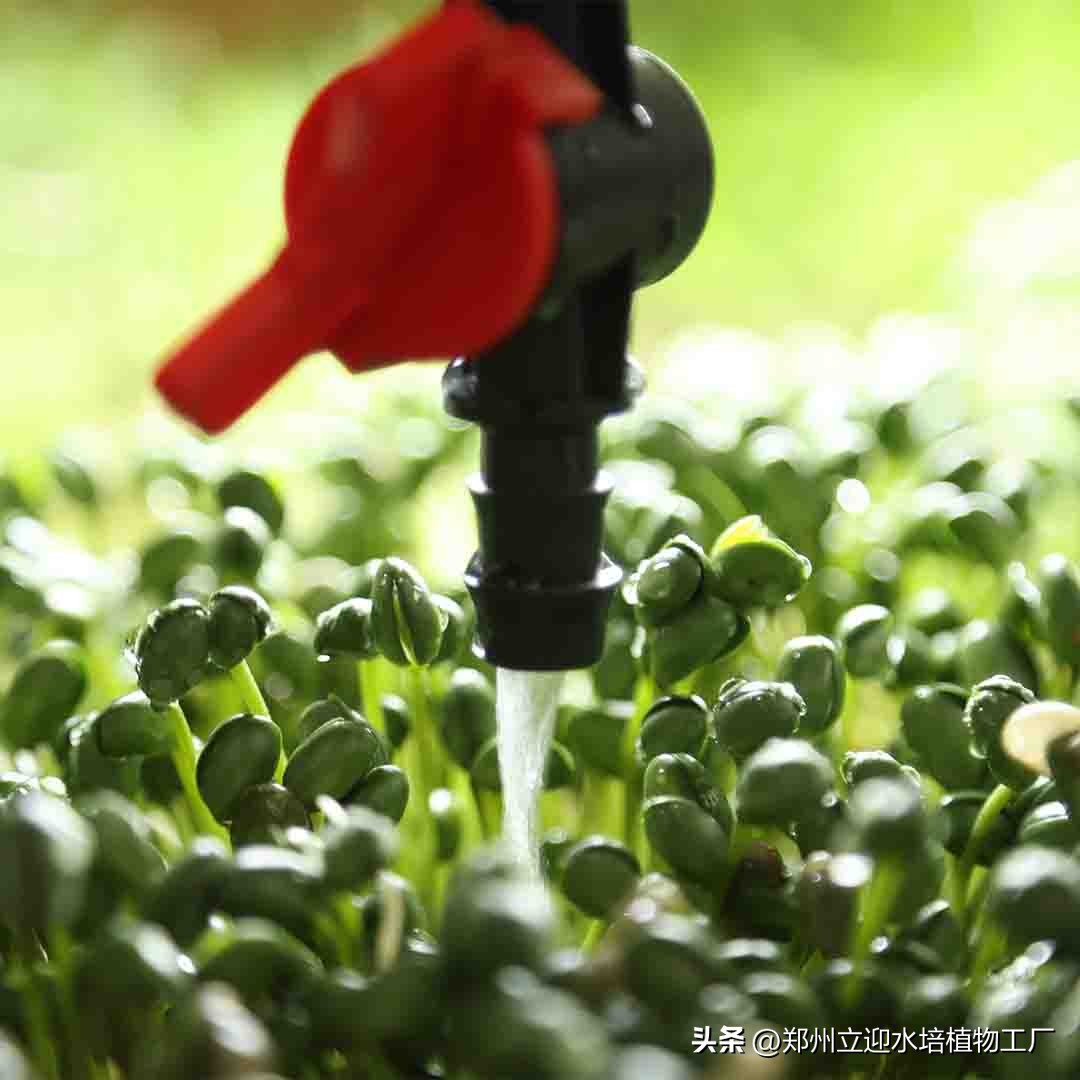 水培芽苗菜是真正的纯天然无公害,在家零基础水培芽苗菜
