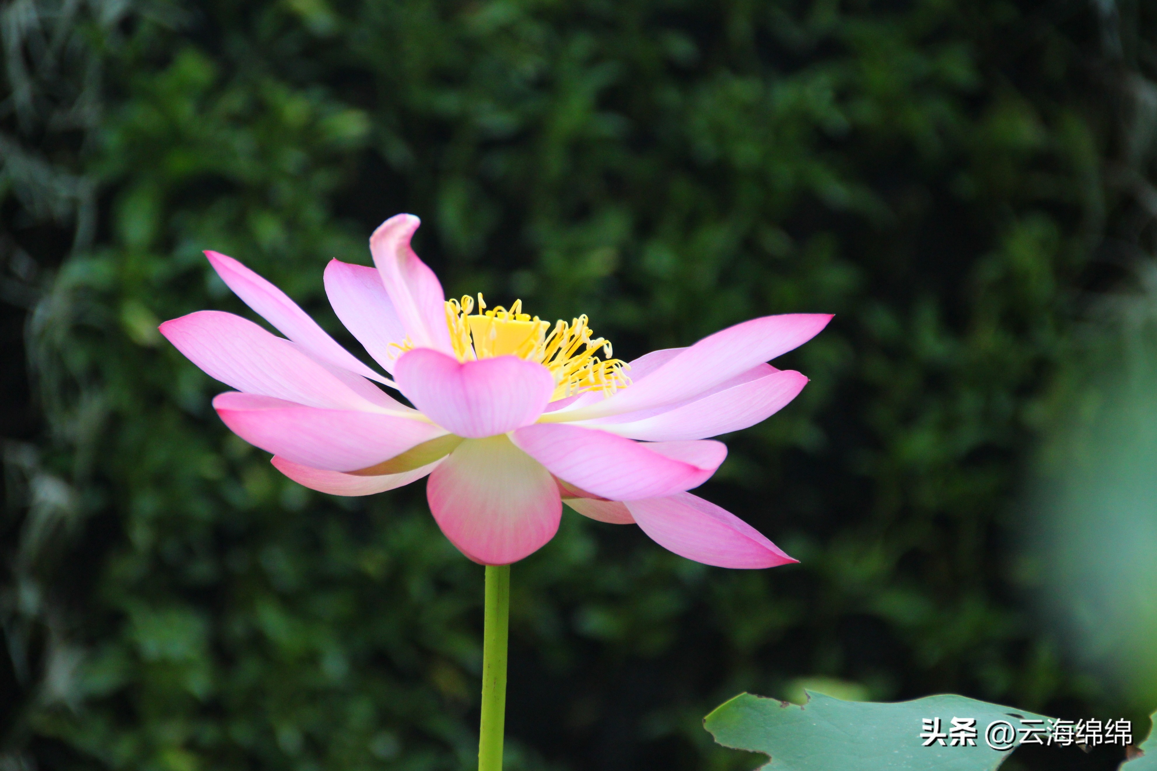 夏日荷花别样红照片,夏日荷花别样红手工