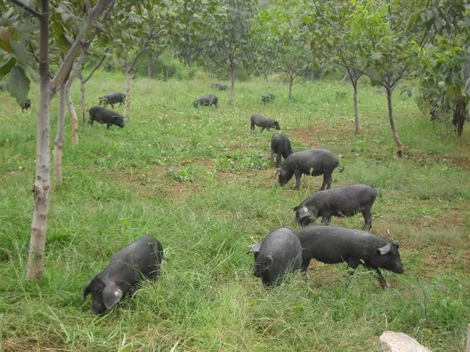 五个养猪偏方,养猪怎样才能快速发展