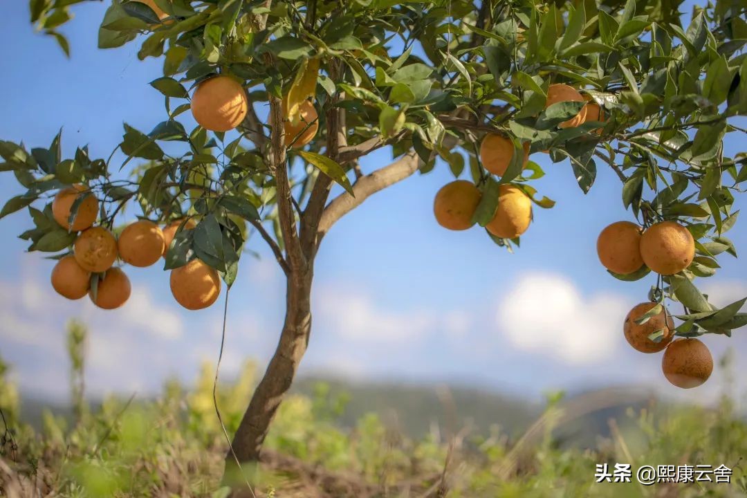 来滇南“打边炉”，悬崖之巅烤橙子