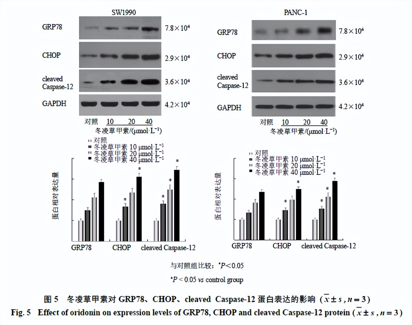 最新发现！冬凌草甲素为胰腺癌的预防提供了新的治疗方法
