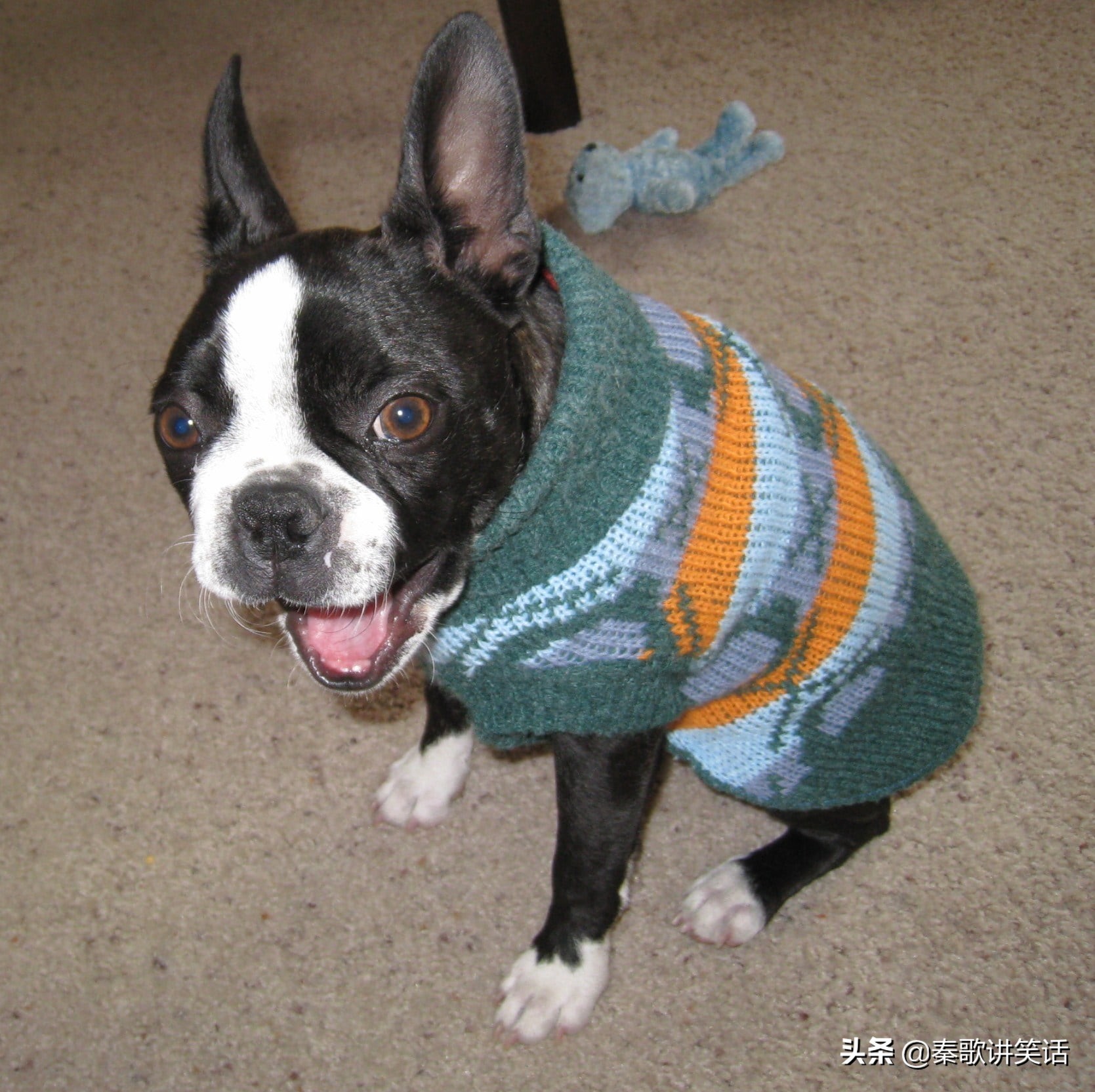 小型护卫犬什么犬种最好,小型犬种大耳朵图片