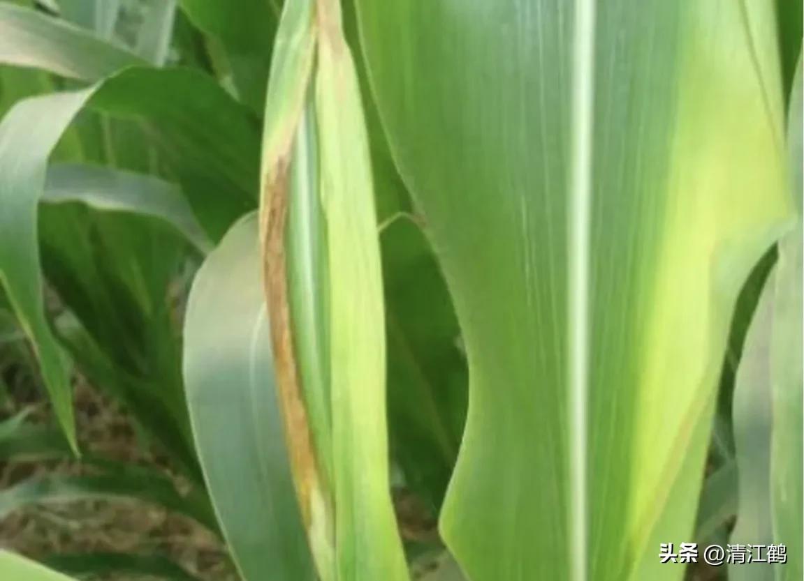 玉米除草剂药害最佳补救方法,玉米24d丁酯除草药害图片