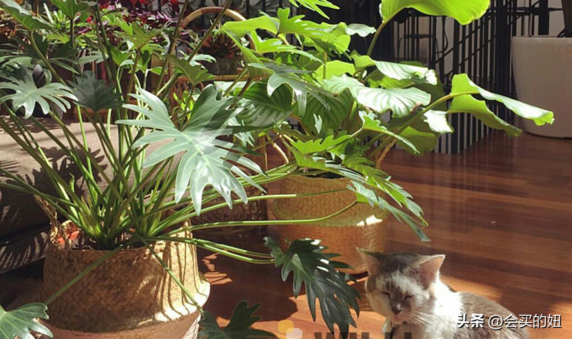 好看的绿植店铺推荐,招财又好养的店铺绿植