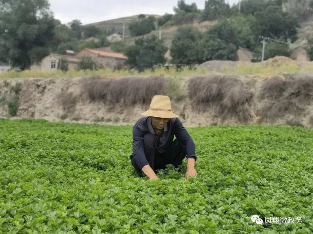 高原夏菜一亩利润,高原夏菜挣钱吗