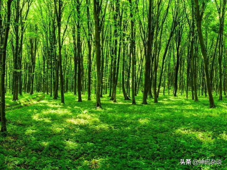 世界上鼻子最长的是什么动物,世界鼻子最长的人