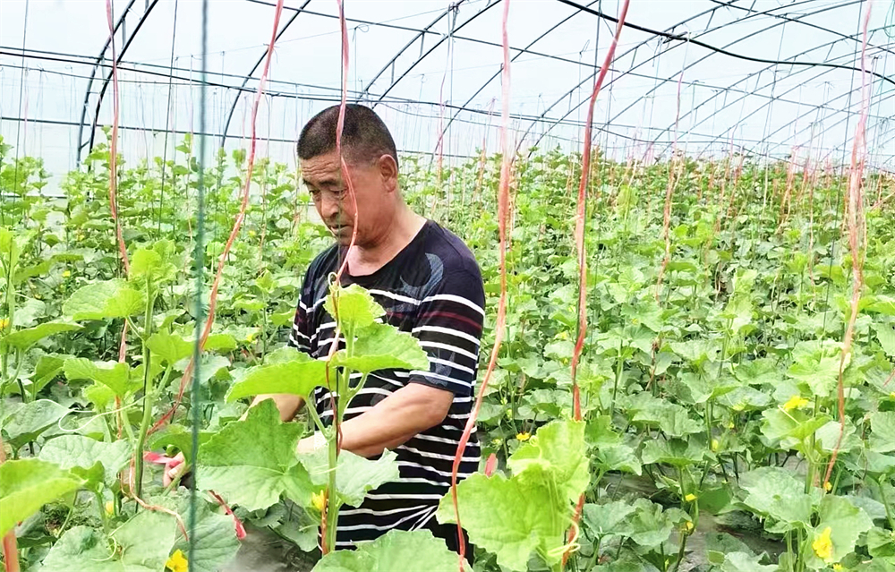 退役军人脱贫攻坚立新功,退役军人致富先进事迹