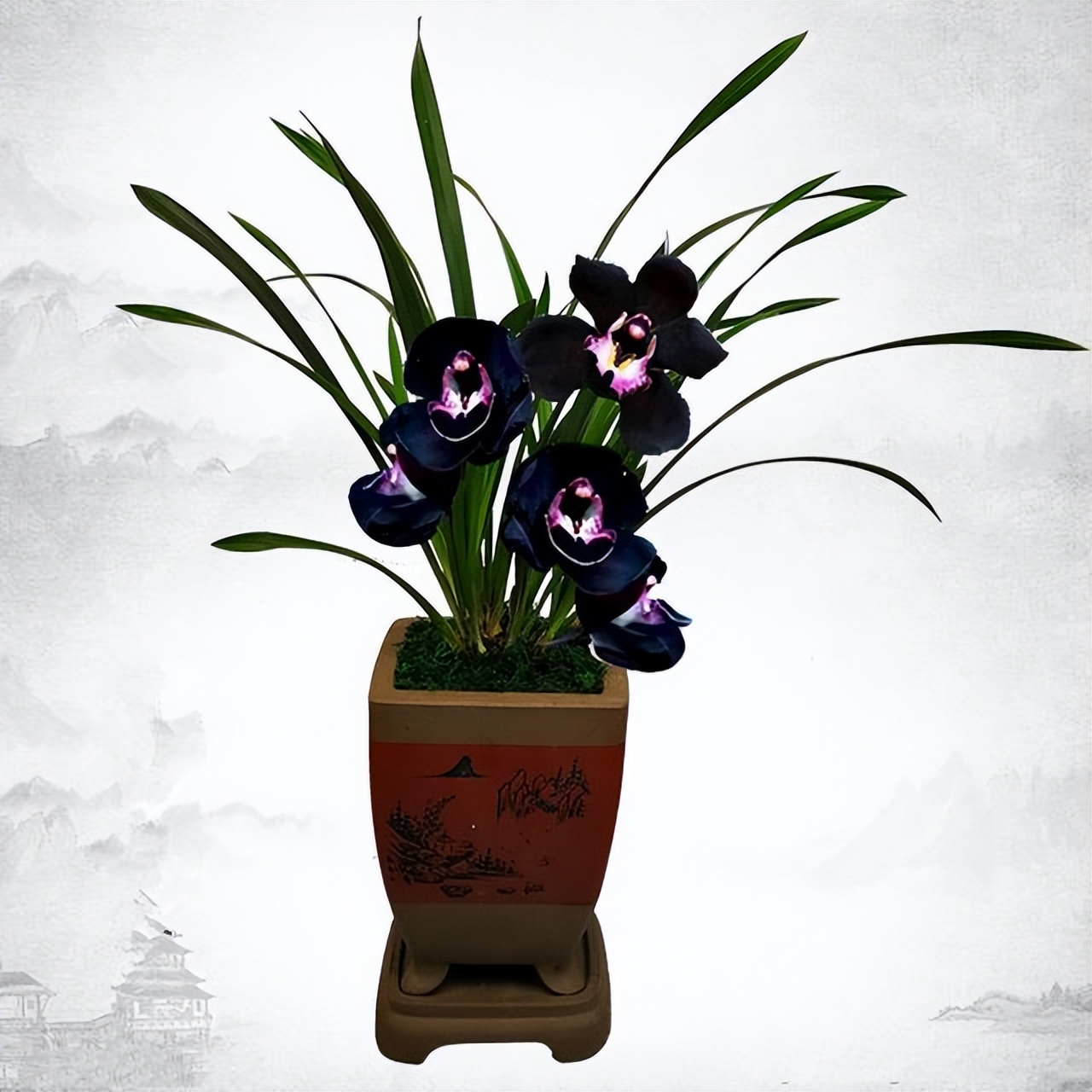 十种最值得买的兰花,什么样的兰花最好最有欣赏价值