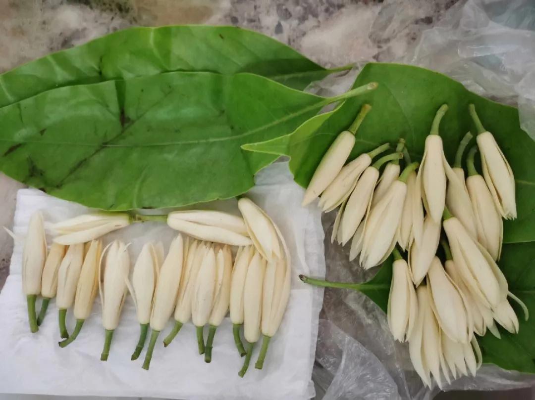 那些花儿朴树歌曲,黄桷兰为什么叫黄桷兰