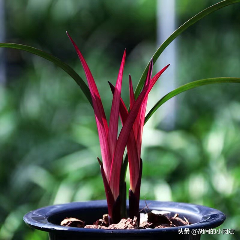 捡漏了一棵“网红”兰花，以草型论价格，开品论辈分，感觉赚大了