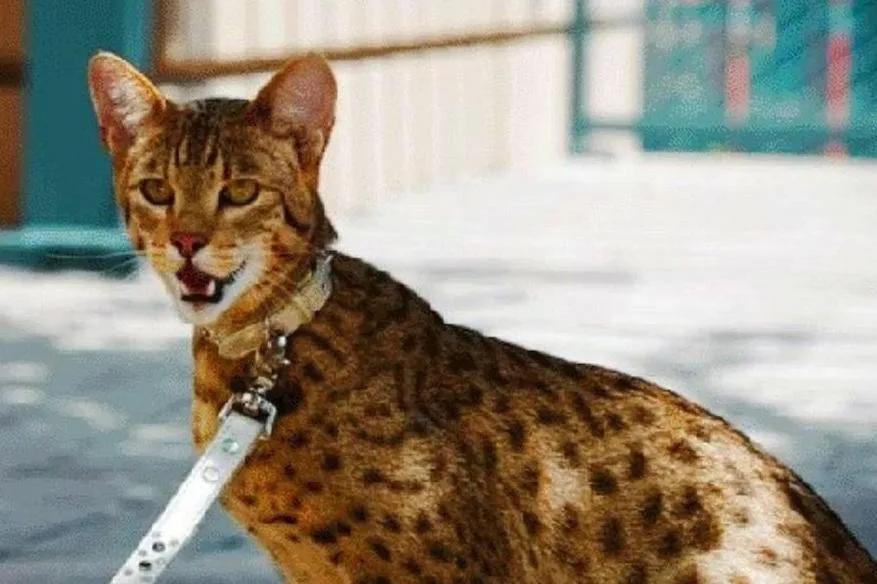 世界上最贵的猫咪,十种世界上最昂贵的猫咪