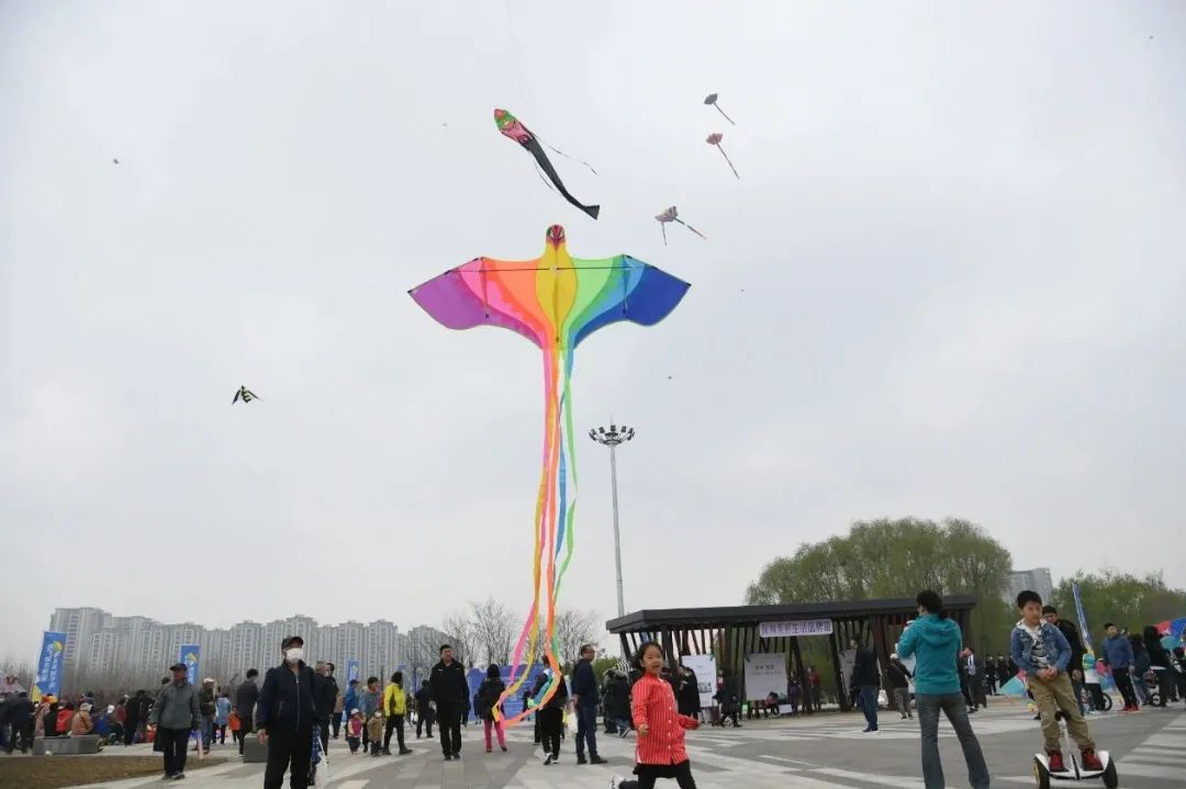 沈阳湿地公园丹顶鹤放飞,沈阳最近郊游最佳地点
