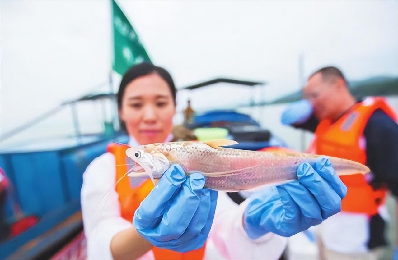 长江刀鱼是什么时候列入保护的,长江刀鱼几月份的最好