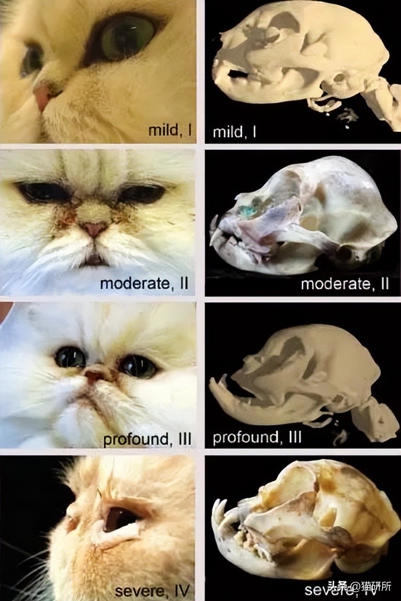 猫咪吃饭眼泪汪汪,猫咪吃饭流眼泪是为什么