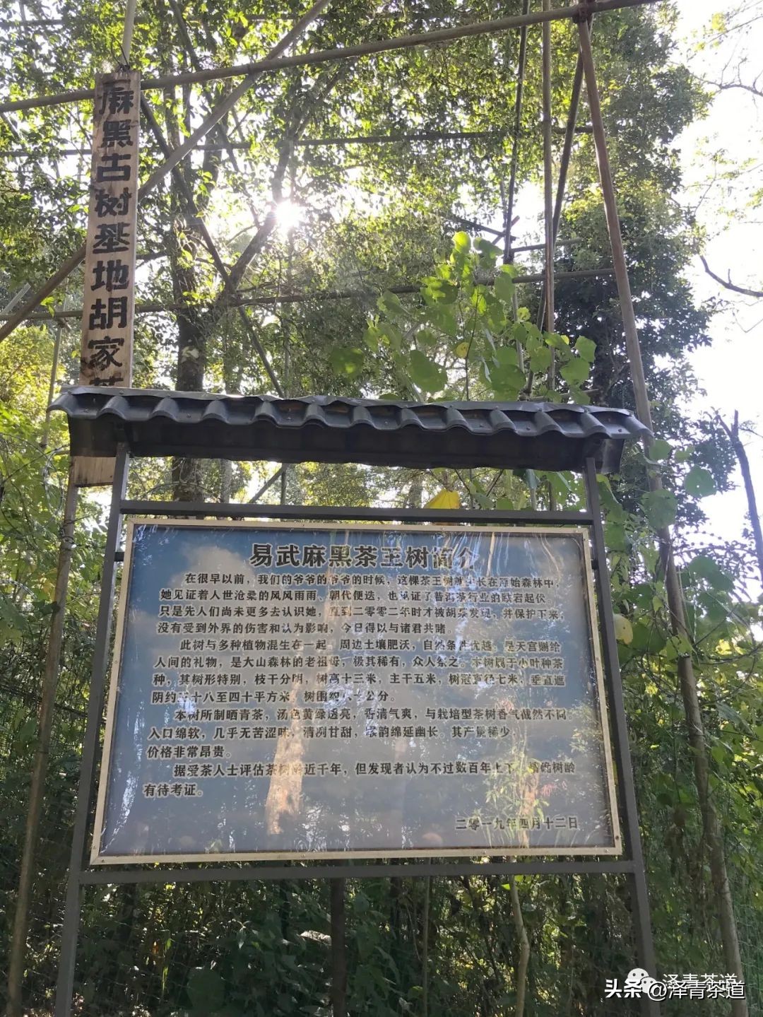 为什么茶树的南比北多,茶树生长的原因有哪些