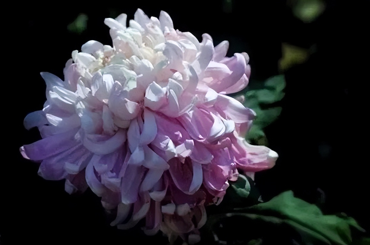 秋花诗词50首,金秋秋菊50种名菊